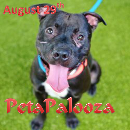 Pet-a-Palooza